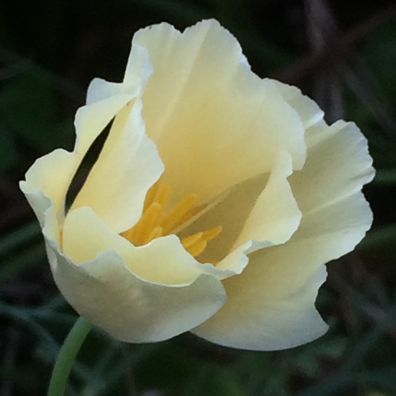plant image 9233