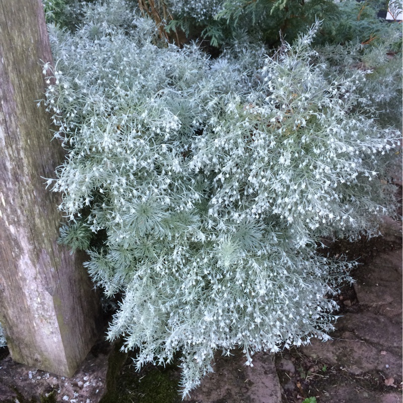 Plant image Artemisia schmidtiana 'Nana'