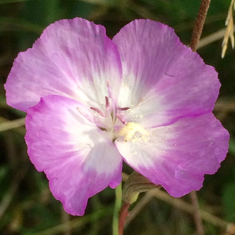 plant image 9323