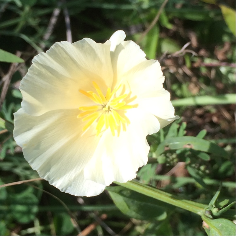 Plant image Eschscholzia californica 'Alba'