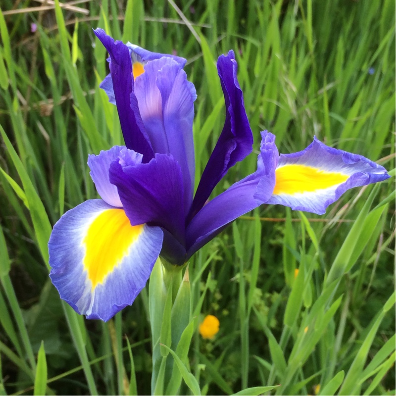 Iris x hollandica 'Sapphire Beauty'