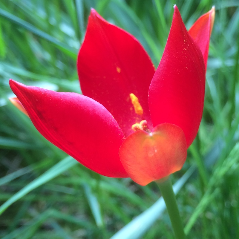 plant image 93667