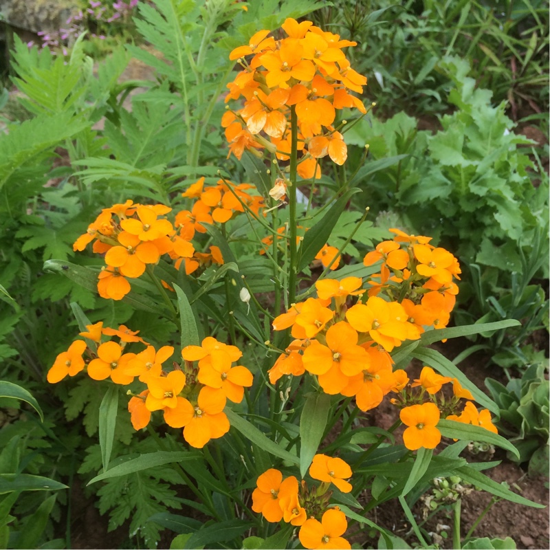 plant image 95549