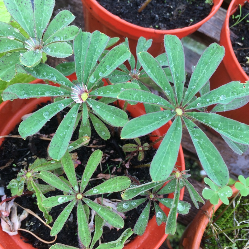 plant image 9710