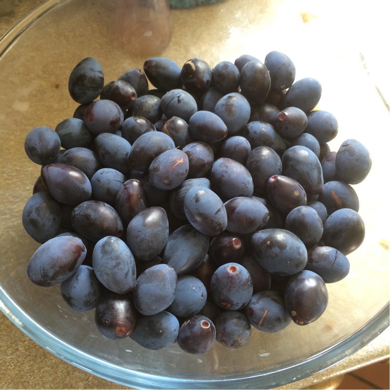 Plant image Prunus domestica var. damascena Prune Damson