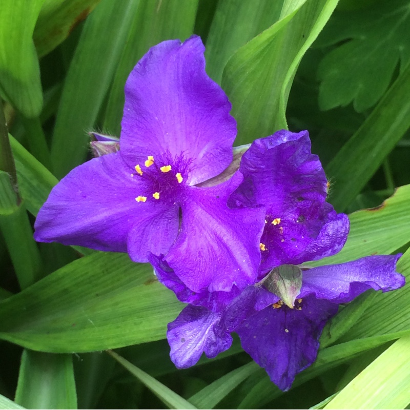 plant image 99073