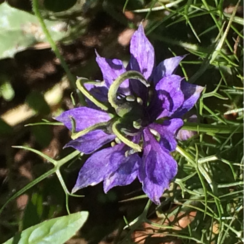 Plant image Nigella damascena 'Persian Jewels'