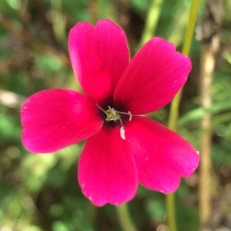 plant image 9992