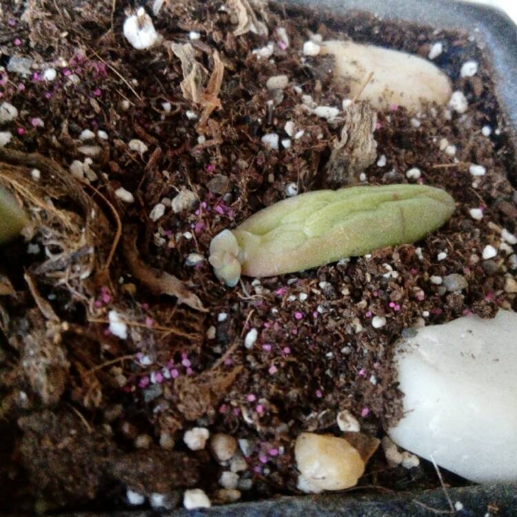 plant image 474019