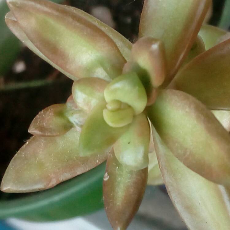 Plant image xSedeveria