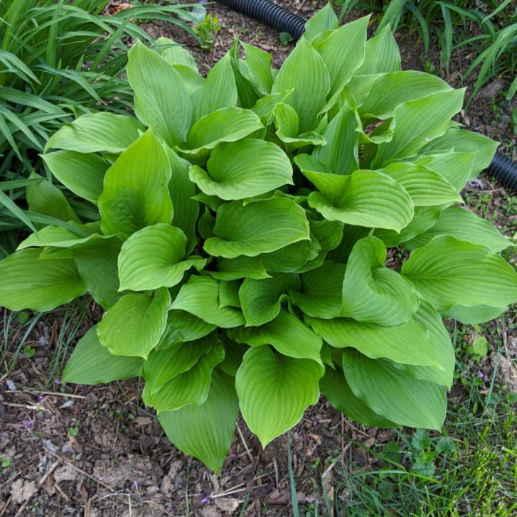 plant image 1467525