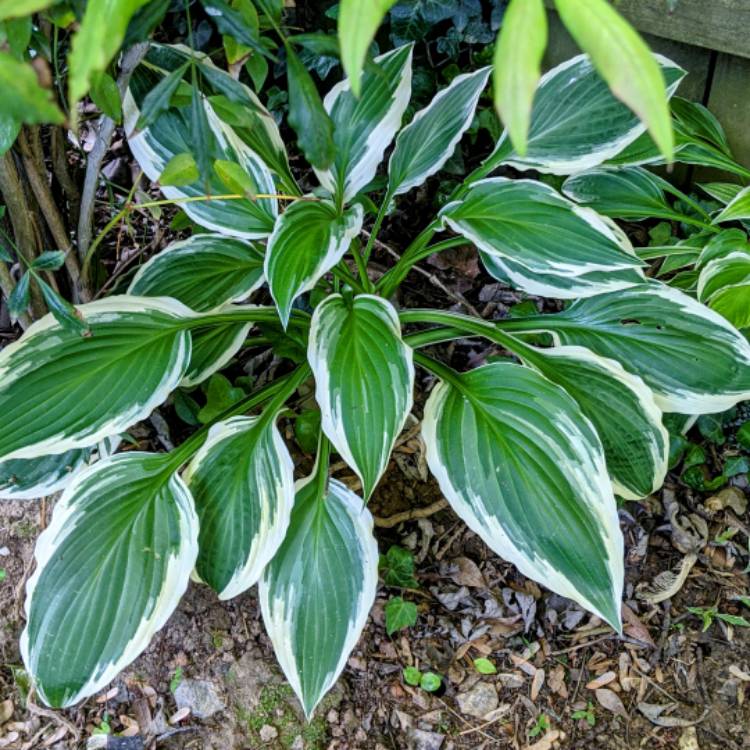 plant image 1481266