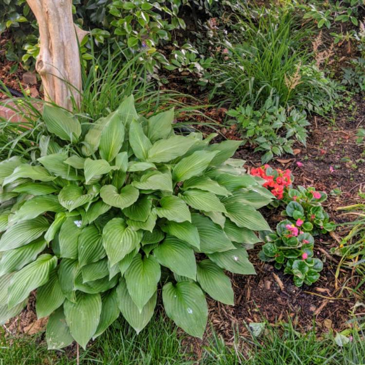 plant image 1481735