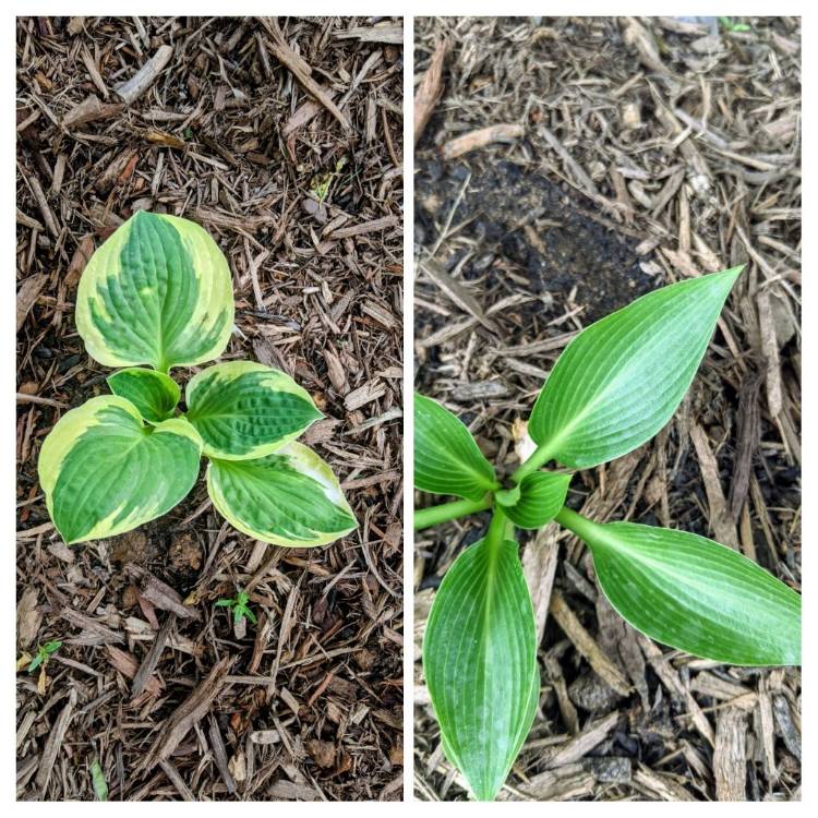 plant image 1482990