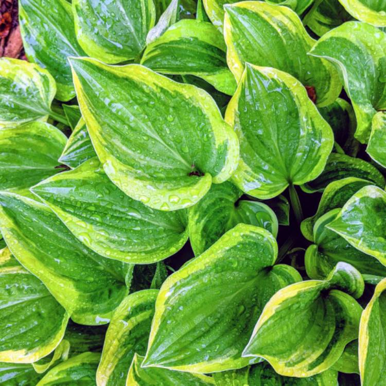 plant image 1483456