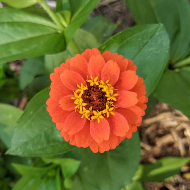plant image 1501220 plant image 1501220