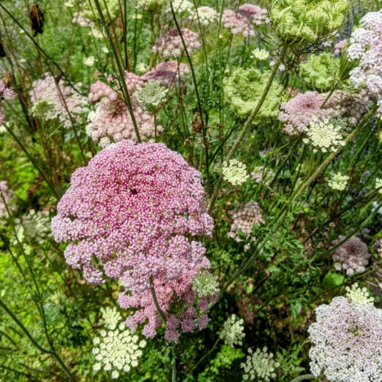 Plant image Daucus carota