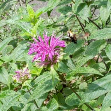Monarda