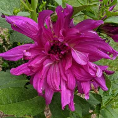 Dahlia