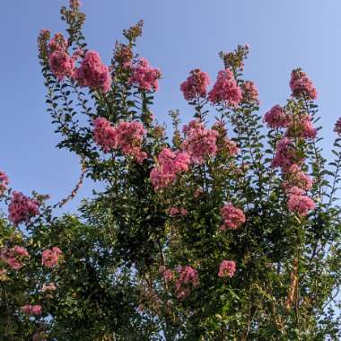 Crepe Myrtle