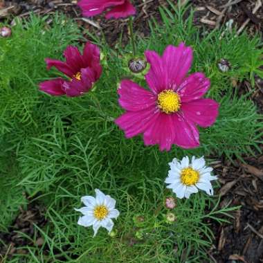 Cosmea