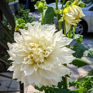 Dahlia 'Cafe au Lait' (Decorative)