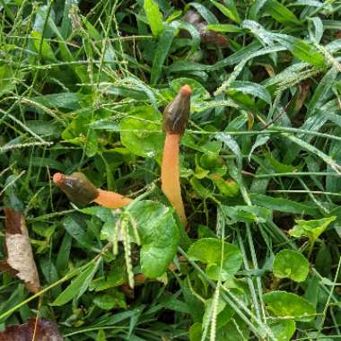 Phallus impudicus