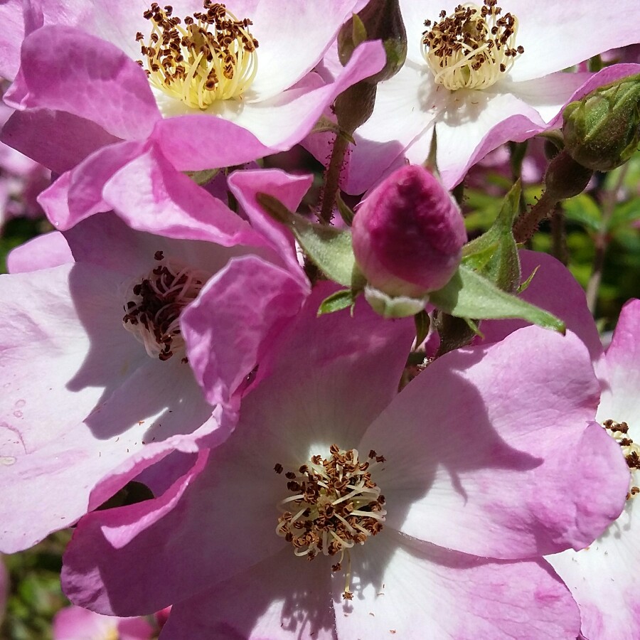 Plant image Rosa 'Ballerina'