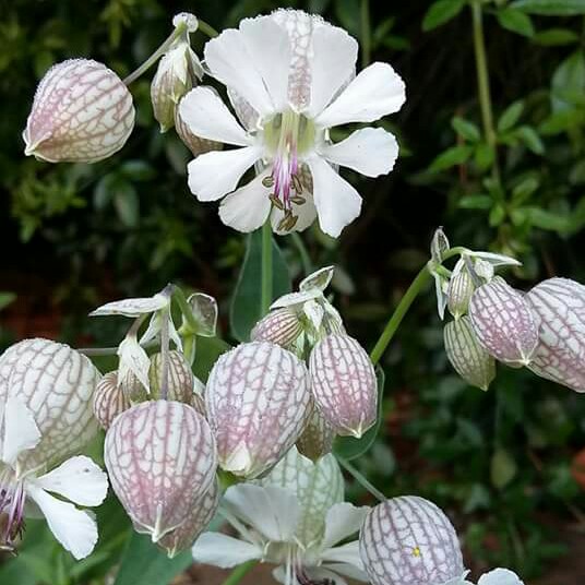 Plant image Silene Vulgarus