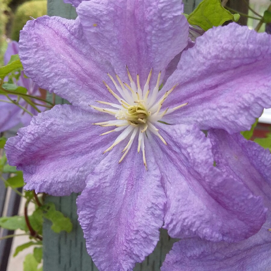 Plant image Clematis 'Blue Angel'