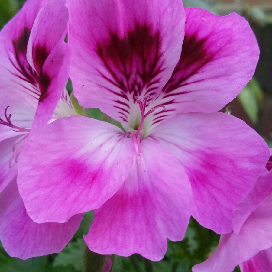 Pelargonium 'Orsett' (Scented)
