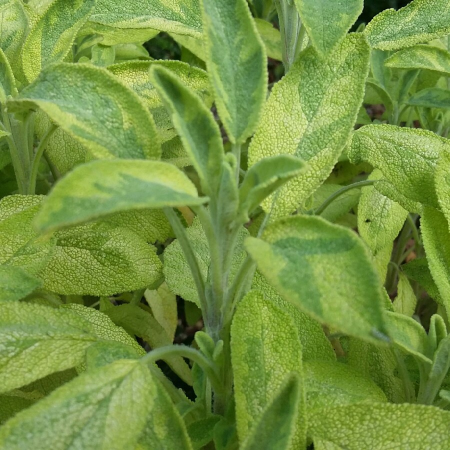 Plant image Salvia officinalis 'Icterina' syn. Salvia officinalis 'Variegata'