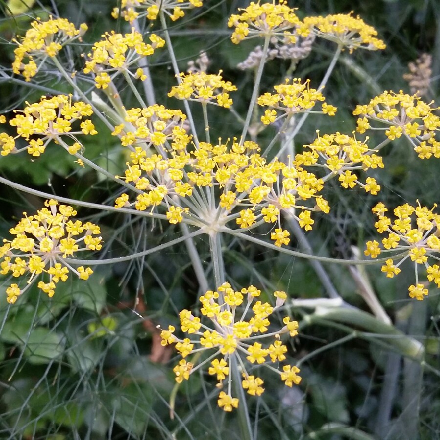 Fennel 'Giant Bronze'