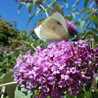 Butterfly Bush