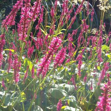 Red Bistort