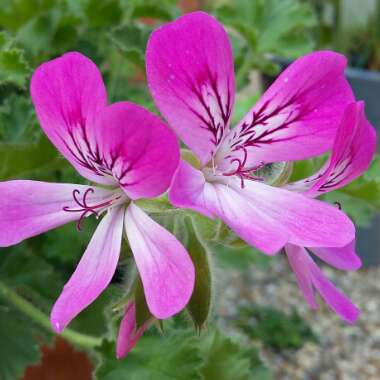 Pelargonium 'Pink Capricorn'