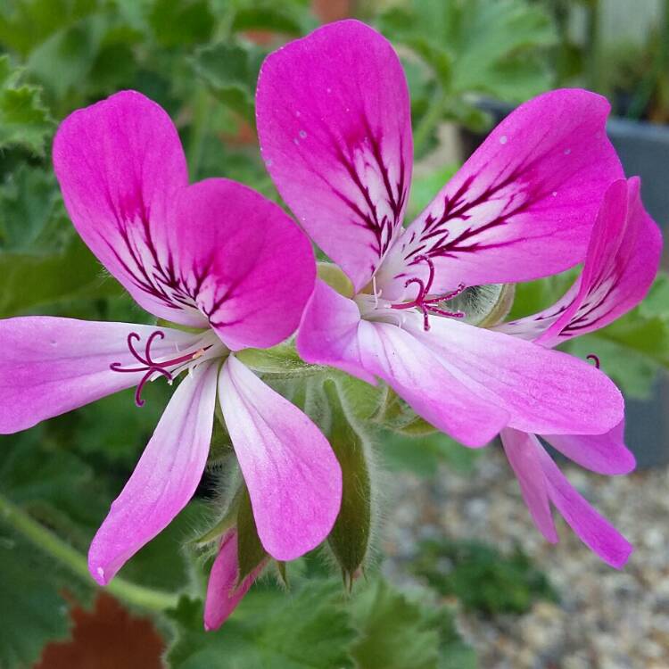 Plant image Pelargonium 'Pink Capricorn' syn. Pelargonium 'Pink Capitatum'