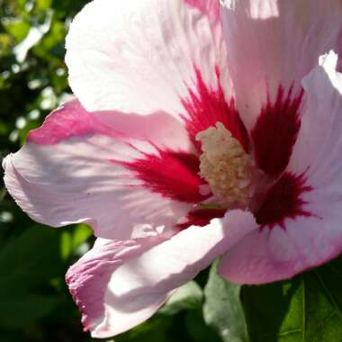 Rose Mallow