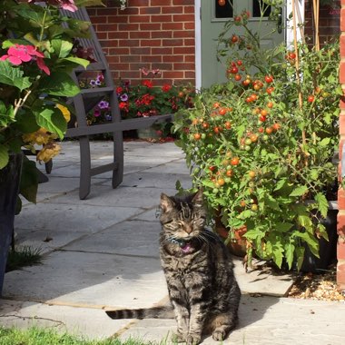 Tim's garden