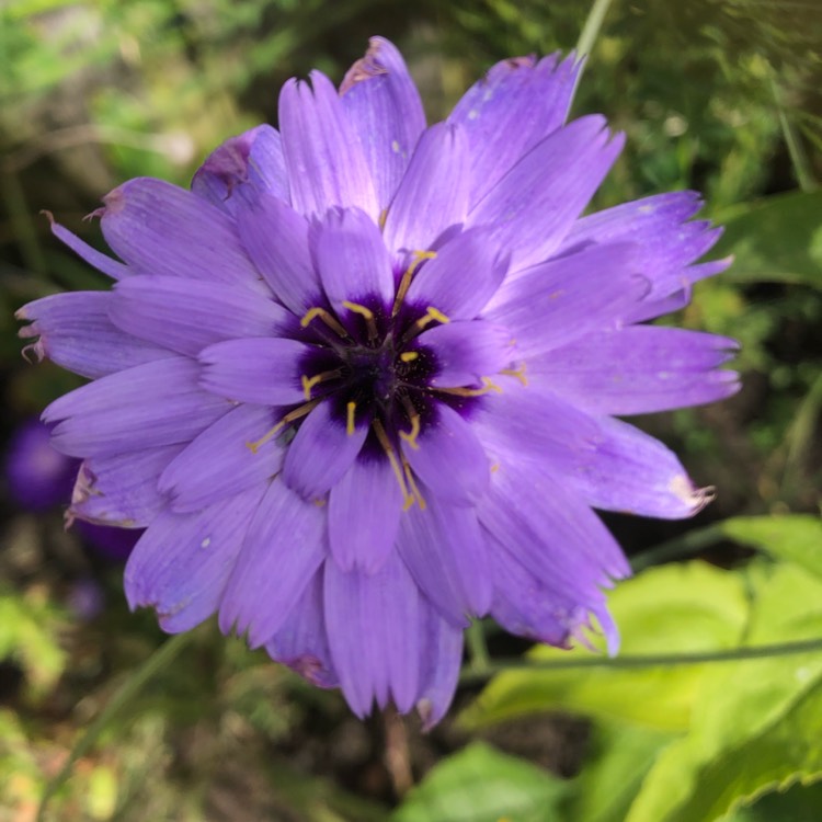 Plant image Catananche Caerulea 'Amor Blue'