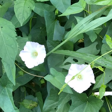 Calystegia sepium