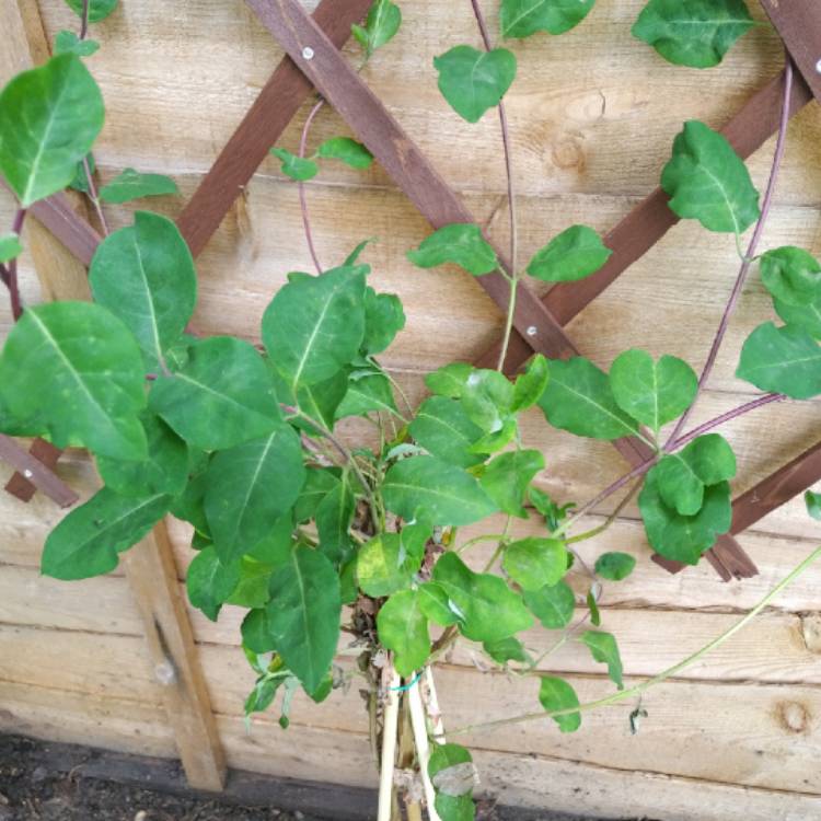 plant image 725764 plant image 725764