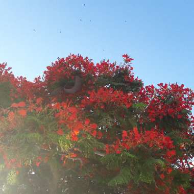 Royal Poinciana