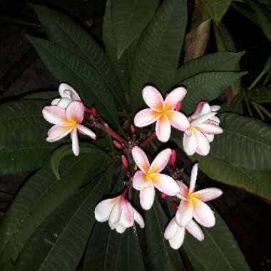 Frangipani 'Aussie Pink'