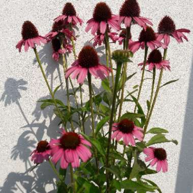 Coneflower (Echinacea)