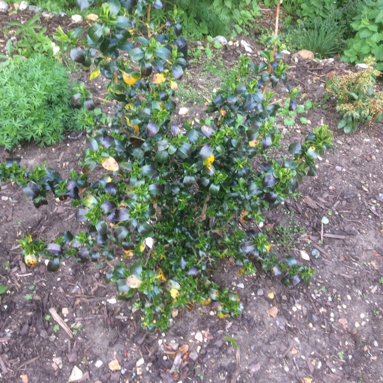 Plant image Escallonia 'Iveyi'