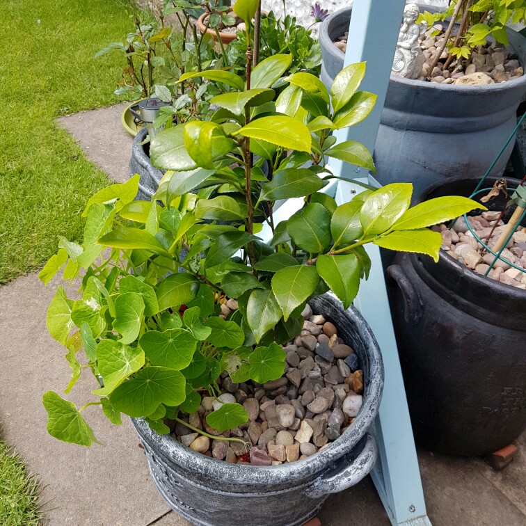 Plant image Camellia japonica 'Christmas Beauty'