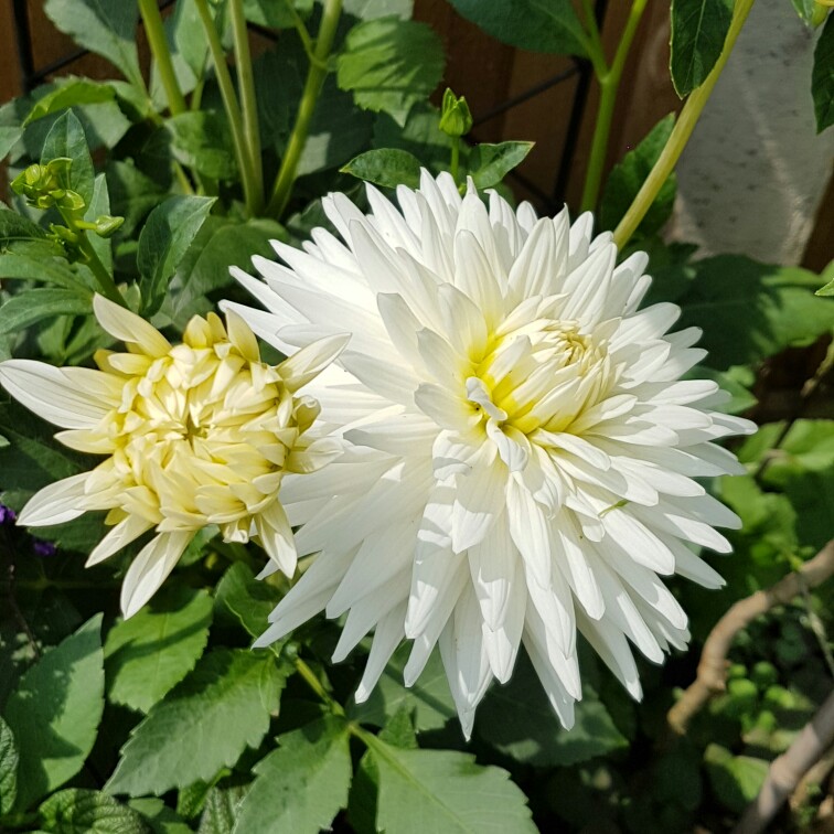 Plant image Dahlia 'My Love'