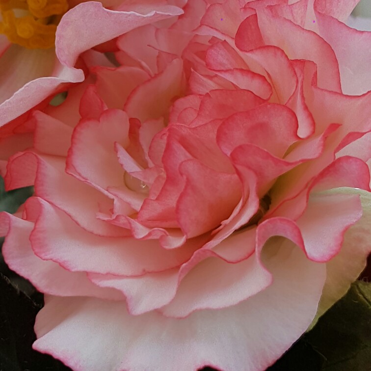 Plant image Begonia 'Nonstop Rose Petticoat' (Nonstop Series)