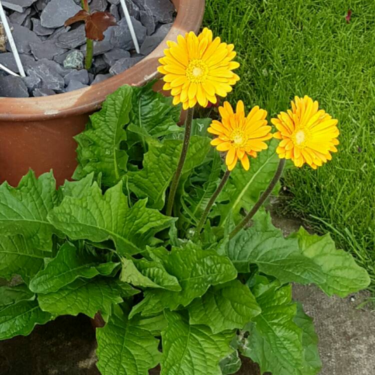 plant image 211329